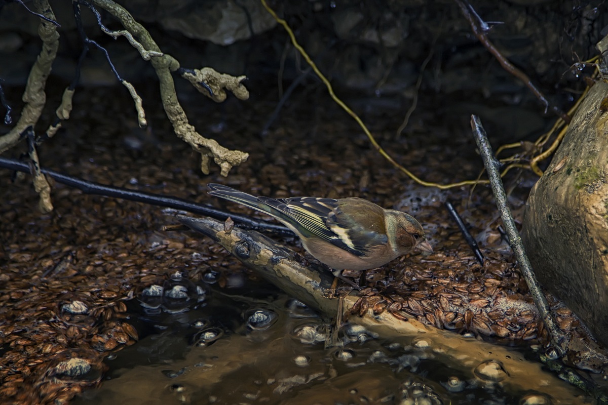Incontro sul borro del mulinaccio.......