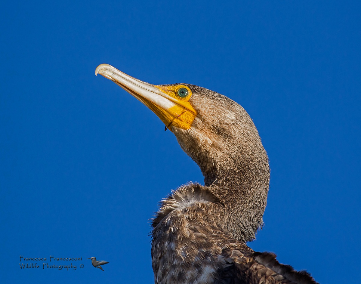 Cormorano