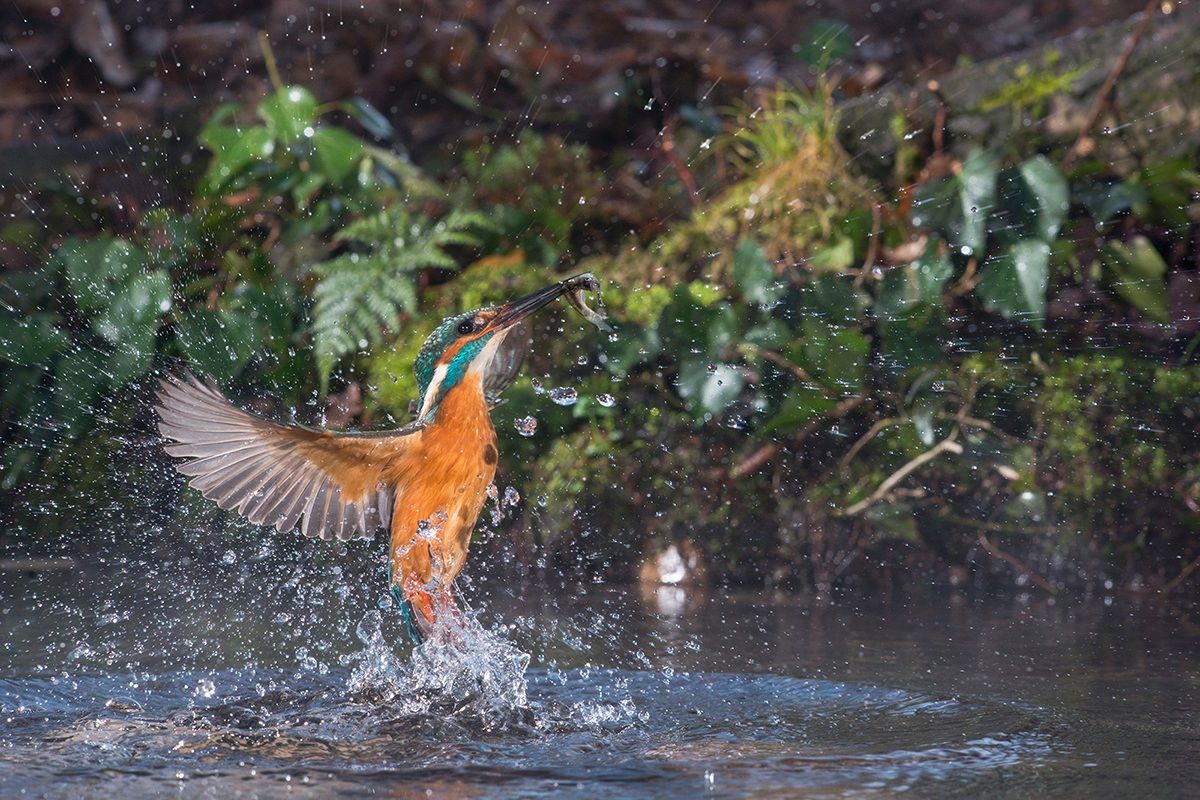 Alcedo Atthis - la cattura