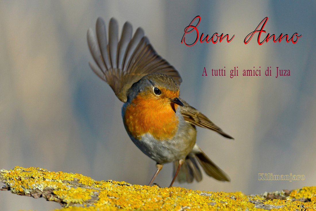 The bird of happiness