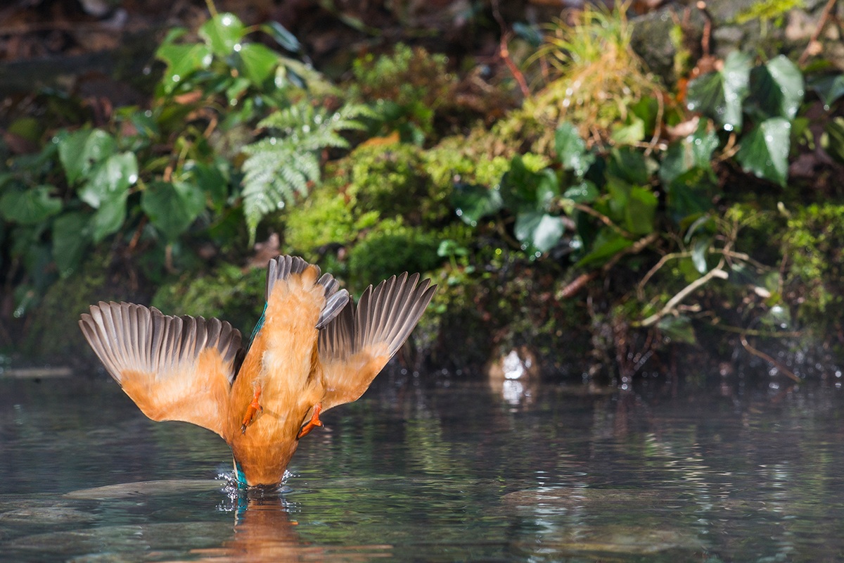 Alcedo Atthis - l'ingresso