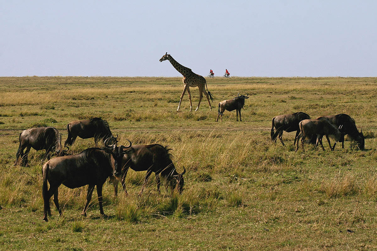 Scampagnata in savana