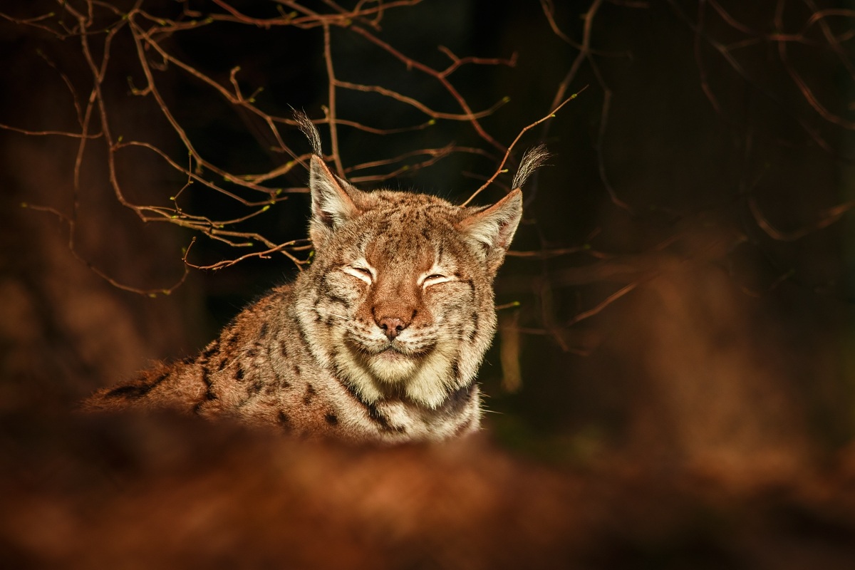 Lynx lynx II