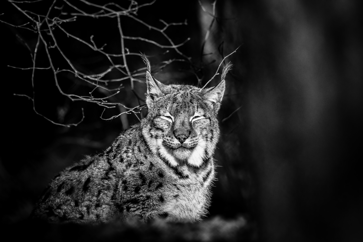 Lynx lynx III