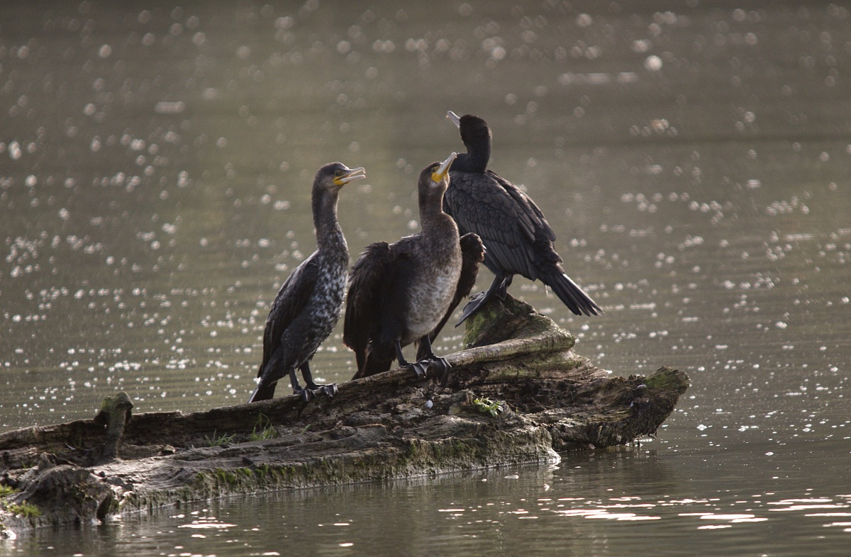 Cormorants