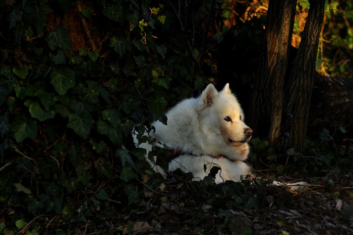 Samoyed in the woods