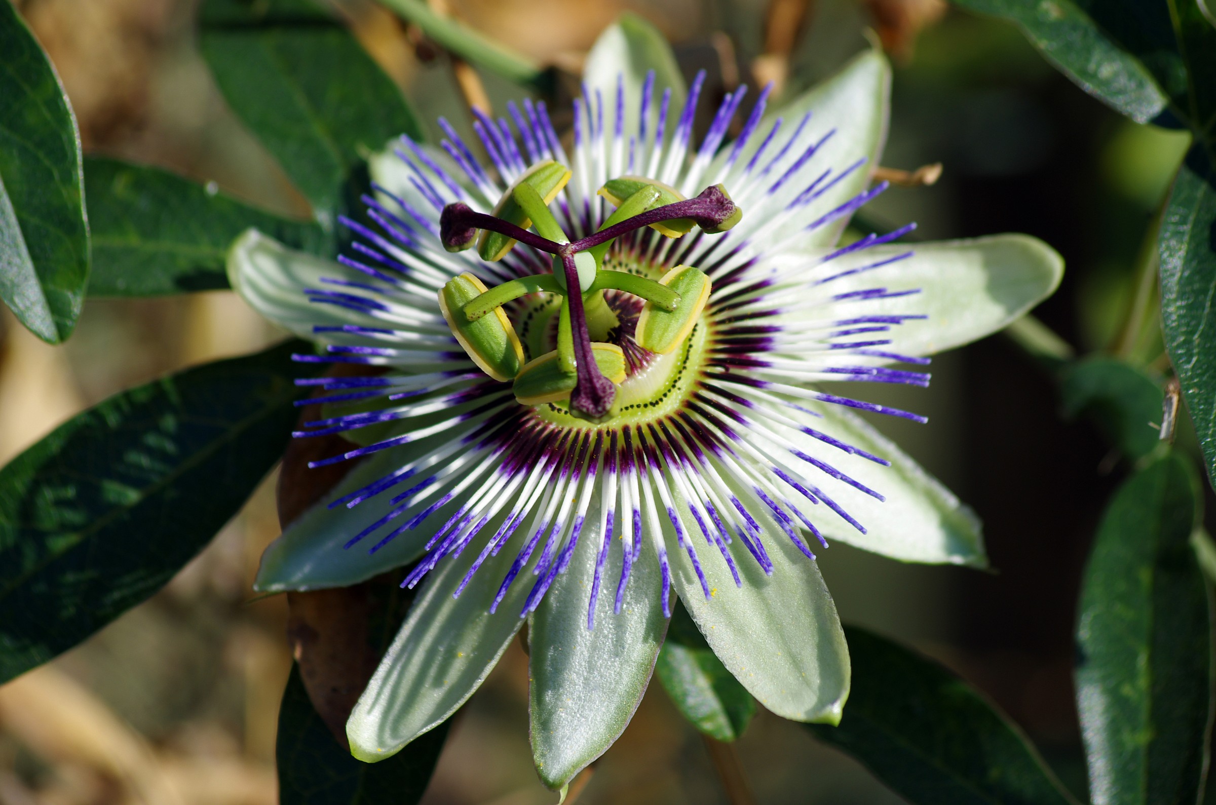 Fiore della passione