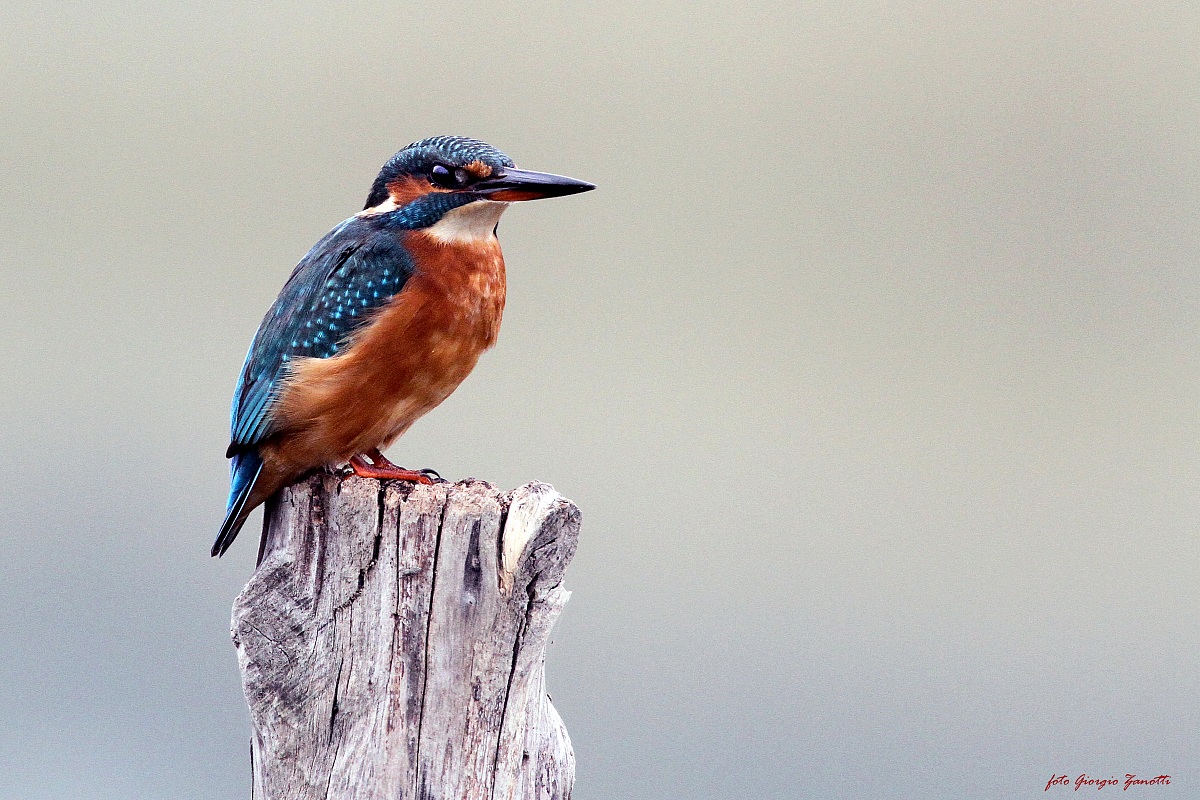 Kingfisher