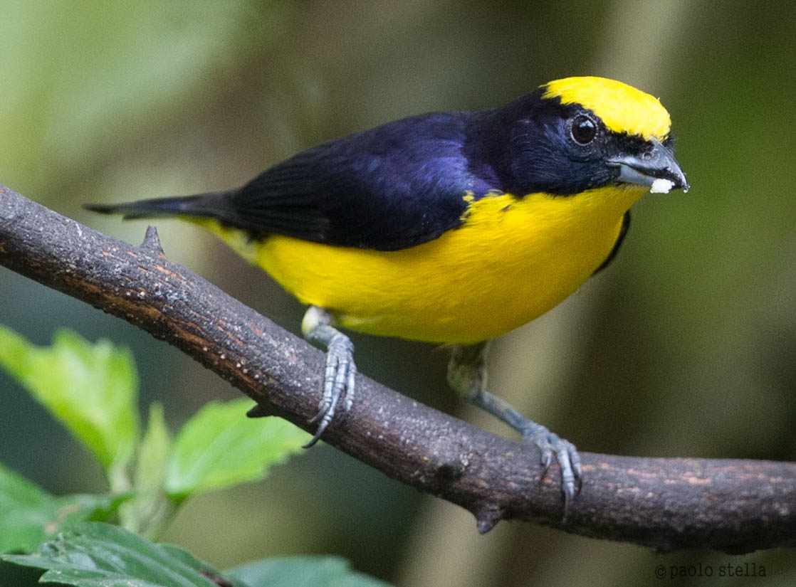 Thick-billed Euphonia (Euphonia laniirostris)