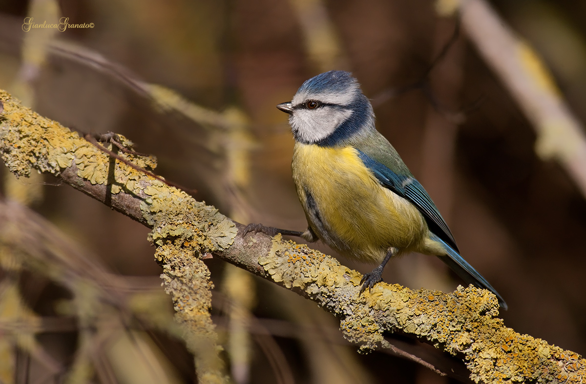 Blue Tit