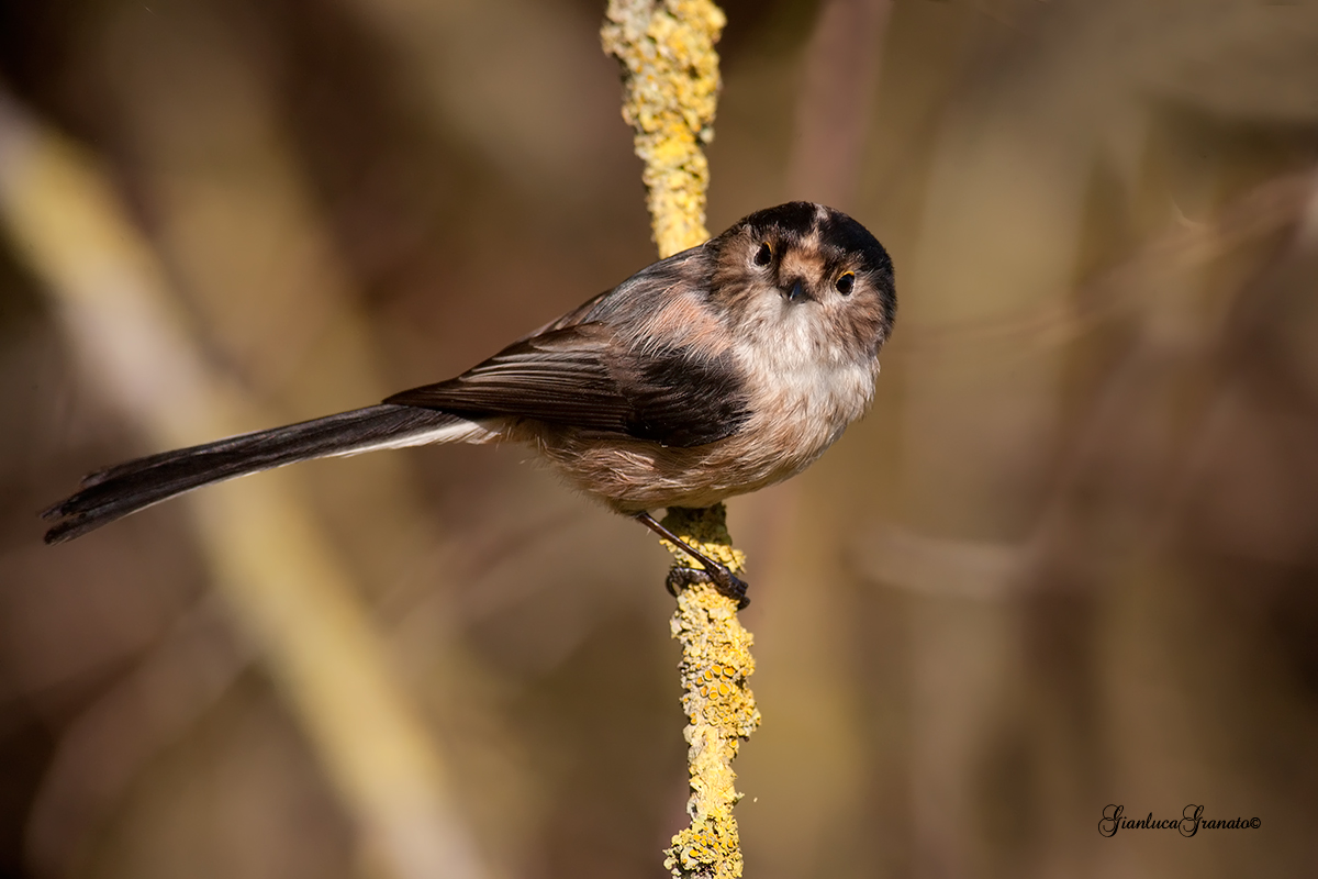 Long-tailed Tit