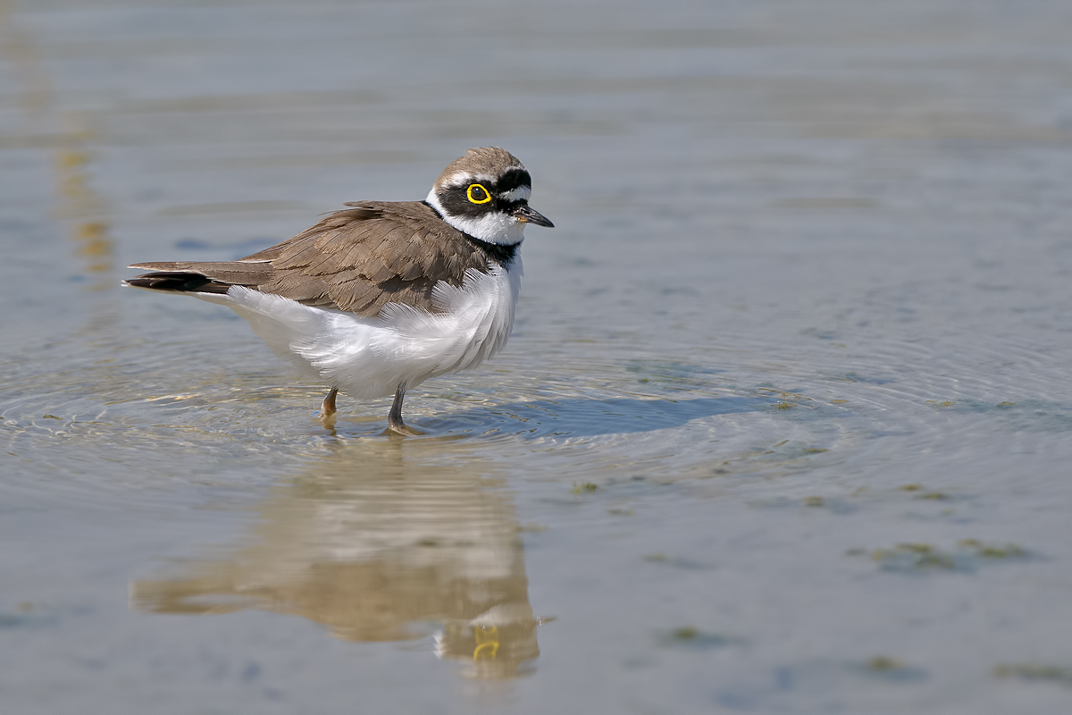 Corriere piccolo (Charadrius dubius)