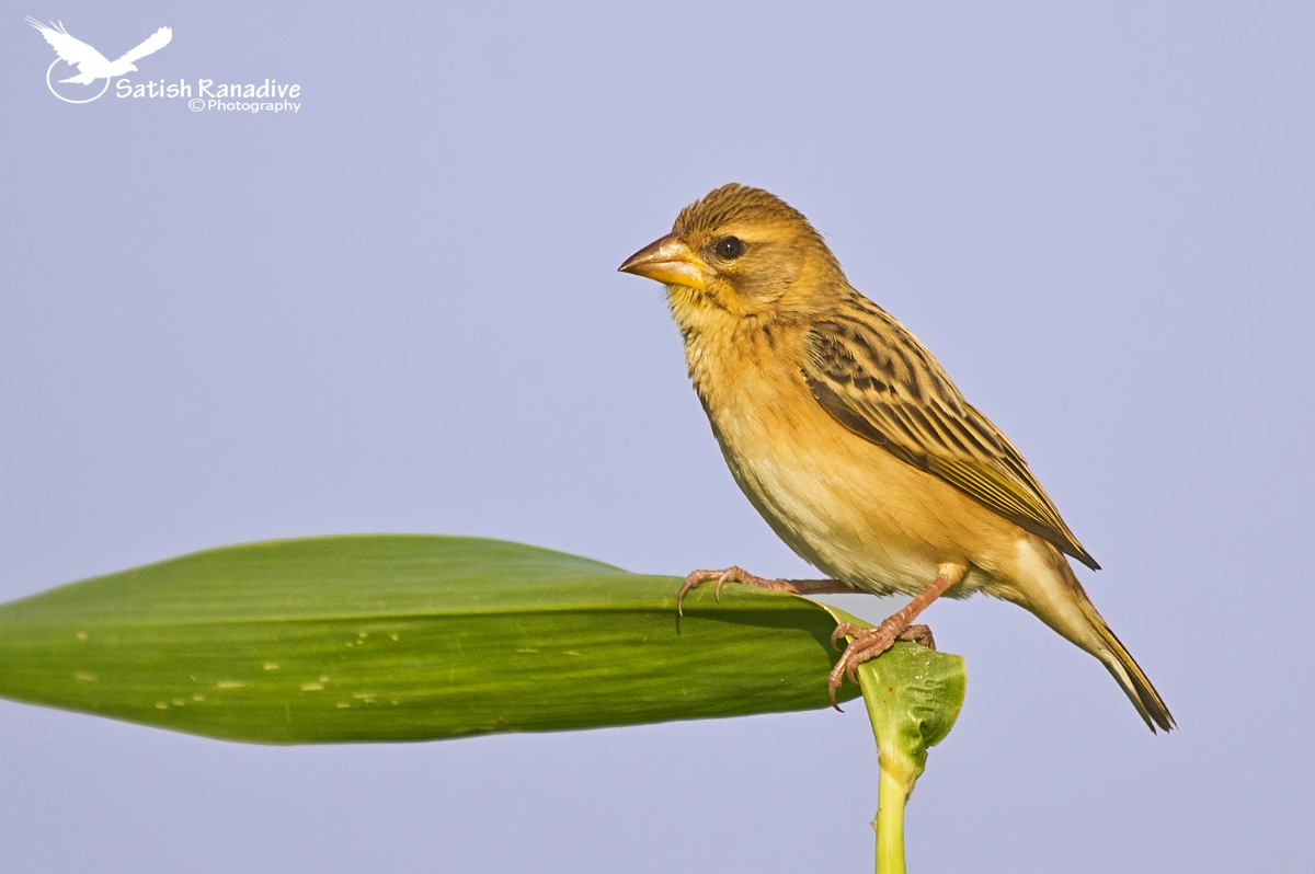 Happy New Year: Baya Weaver.