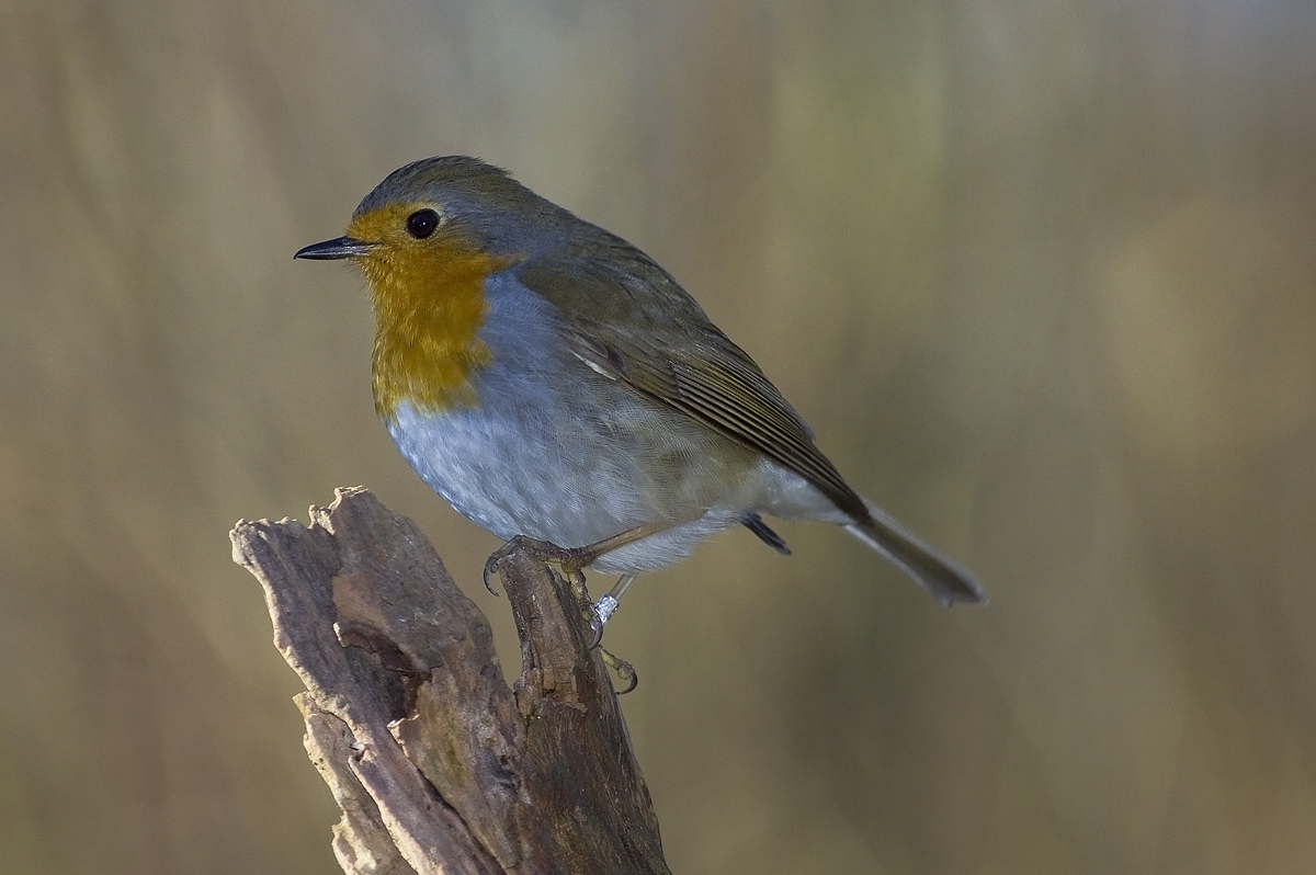 petty al top (del tronco)