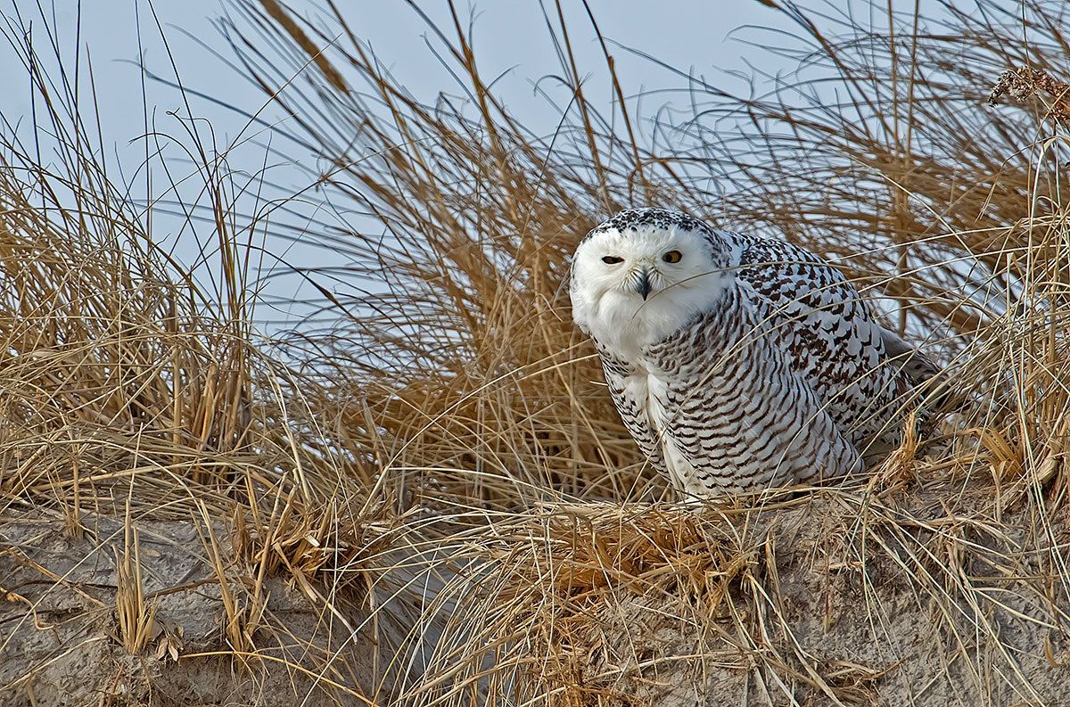 Snowy Owl