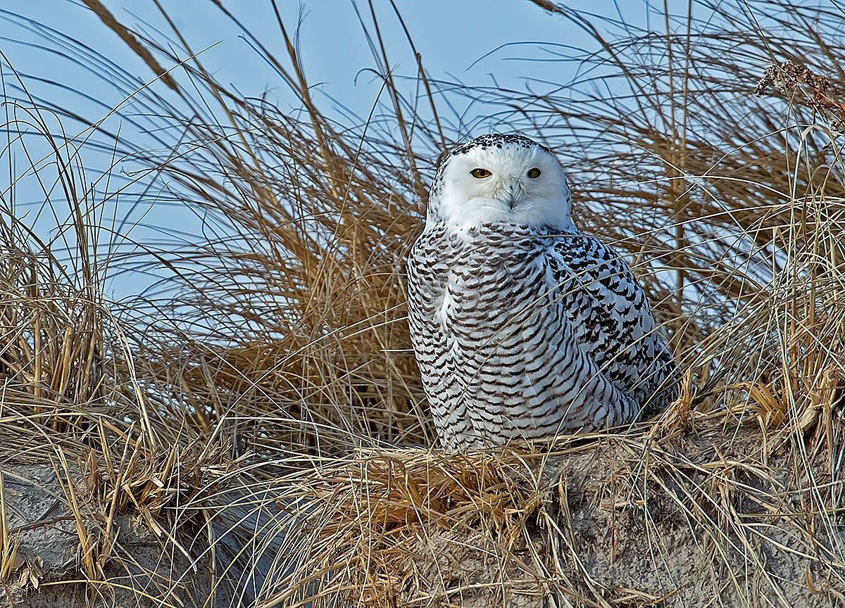 Snowy Owl