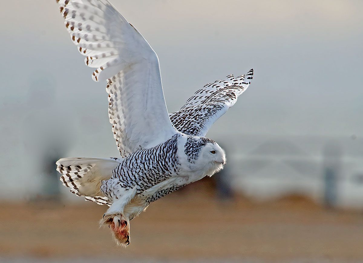 Snowy Owl