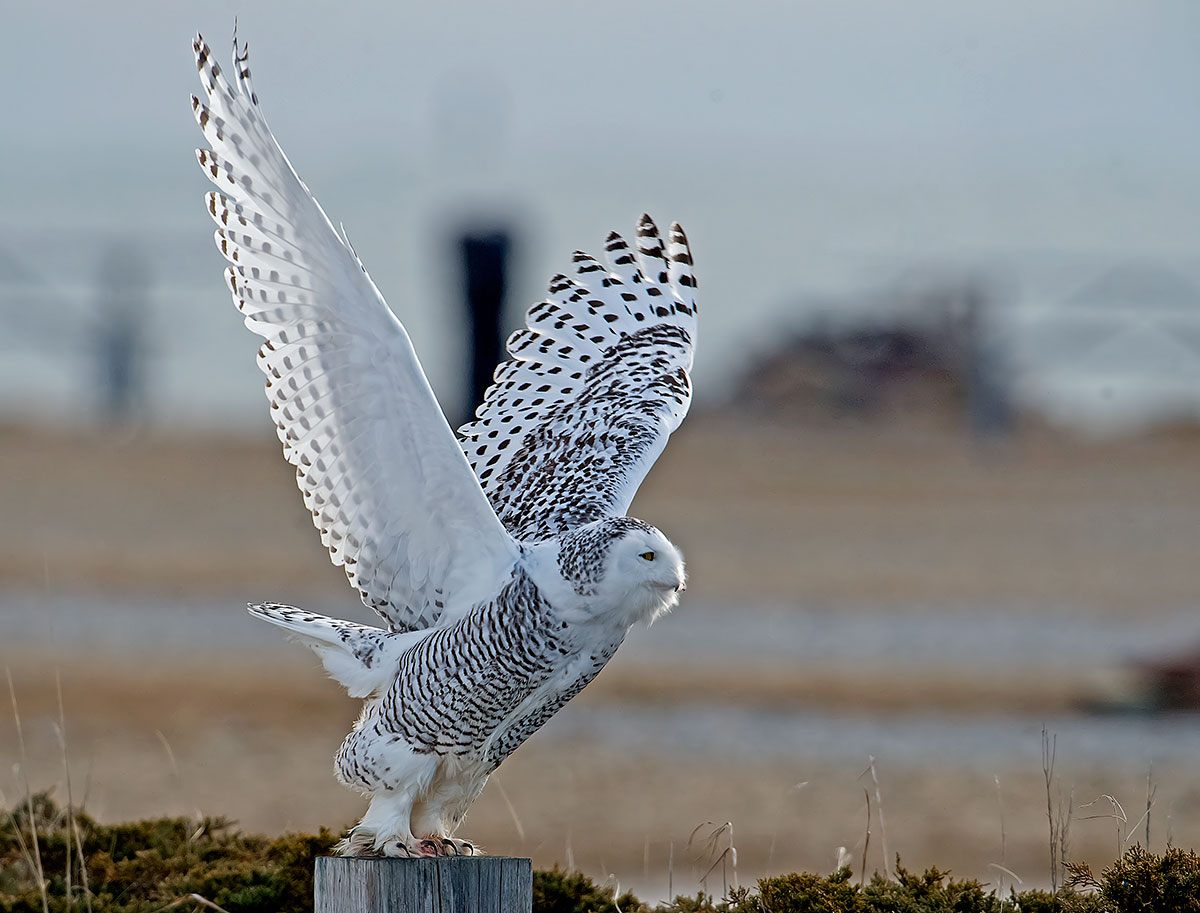 Snowy Owl