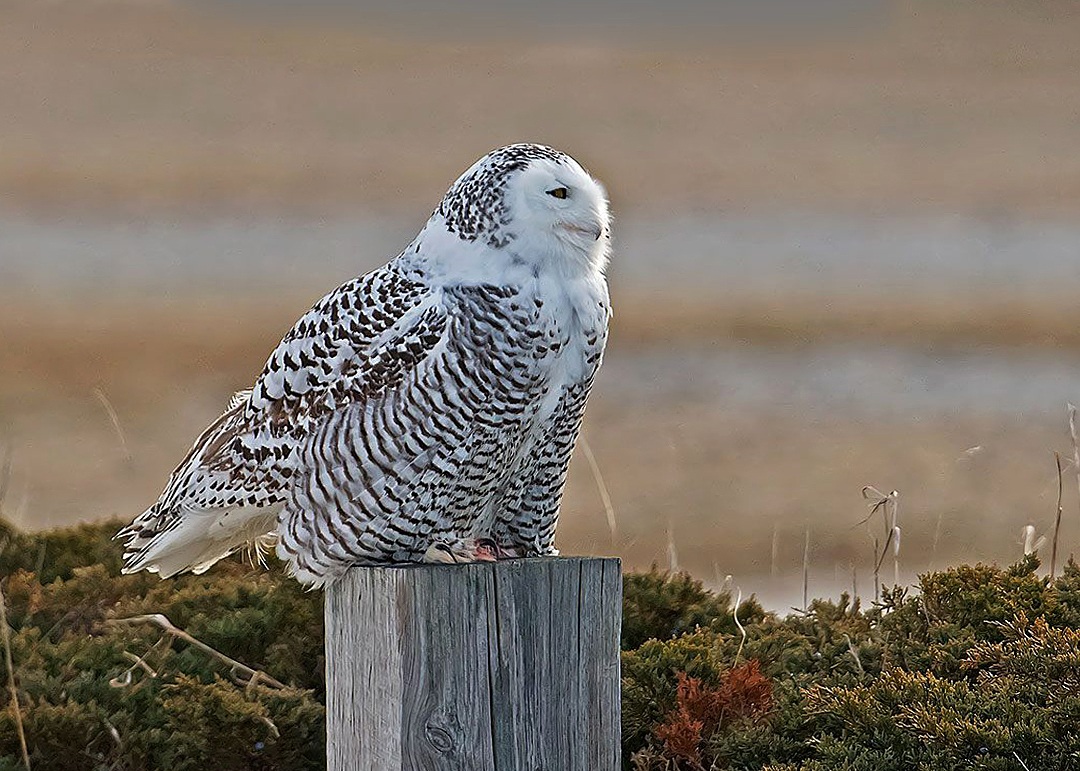 Snowy Owl