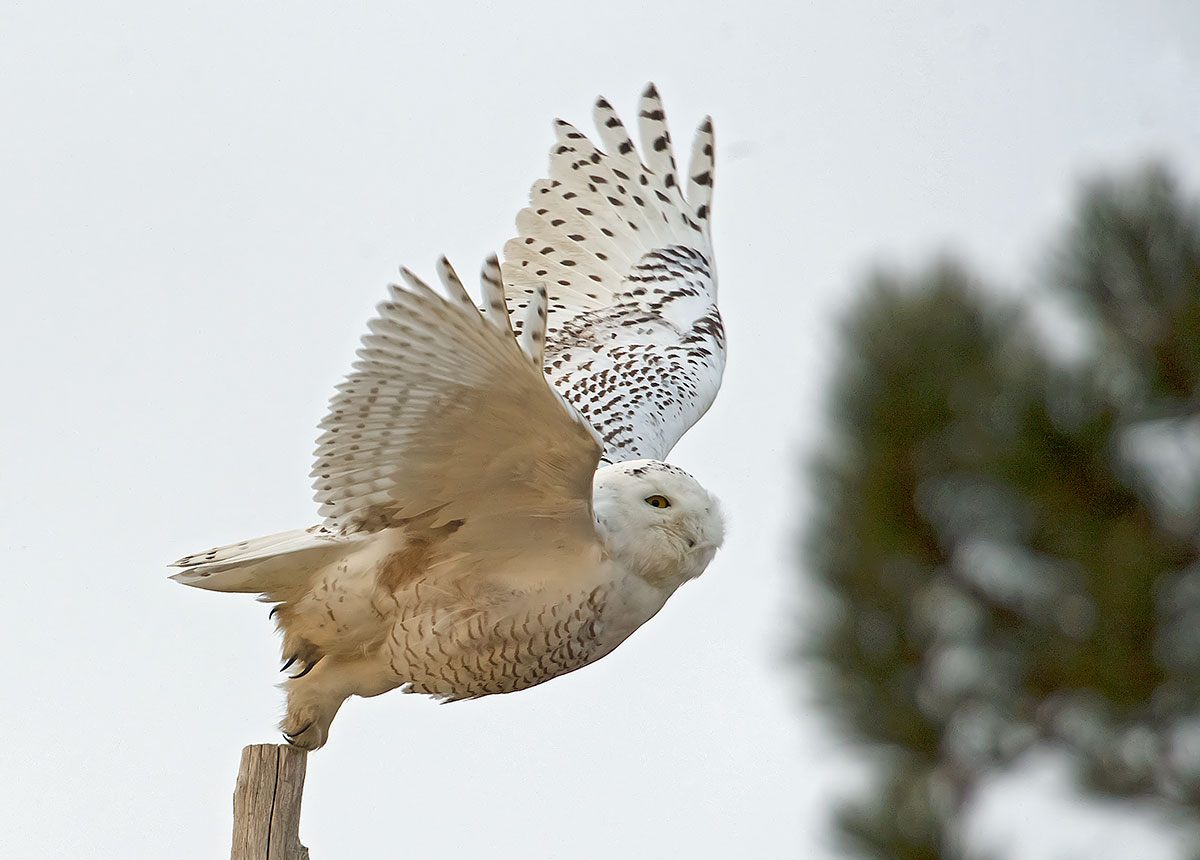 Snowy Owl