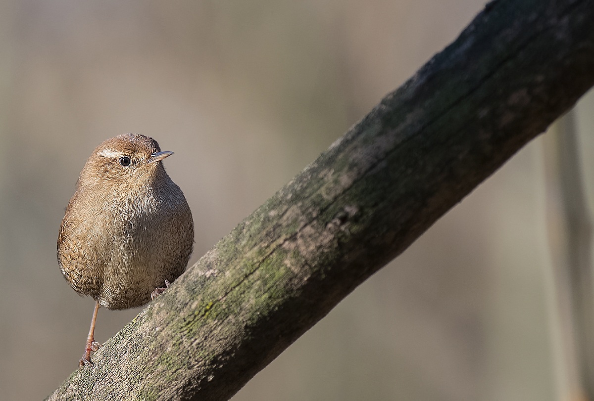 Scricciolo timido...