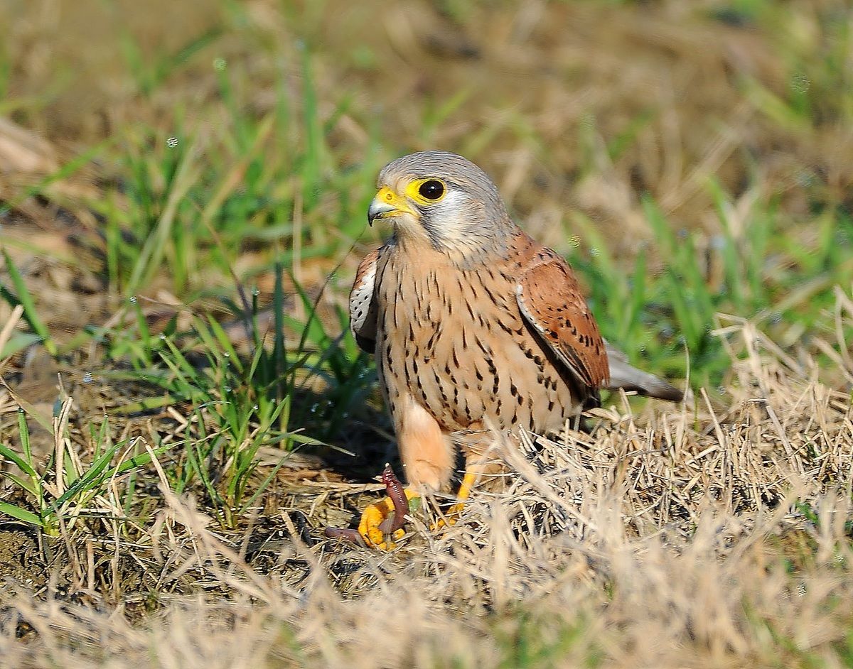Gheppio con lombrico!