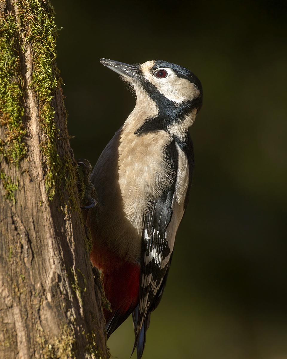 woodpecker