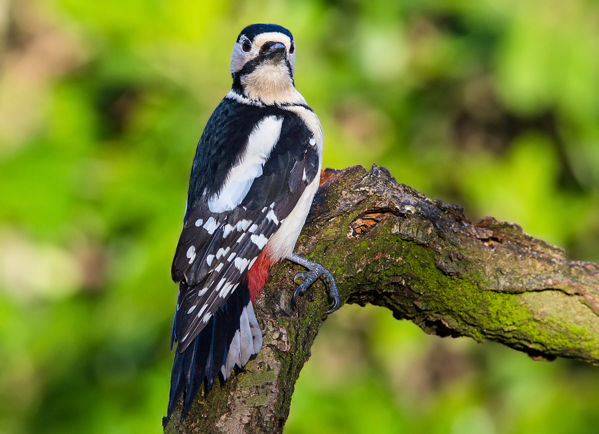picchio rosso maggiore
