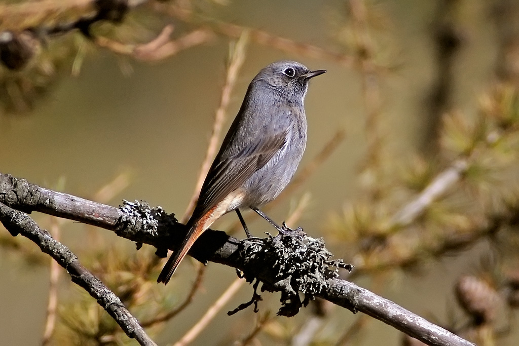 Codirosso spazzacamino