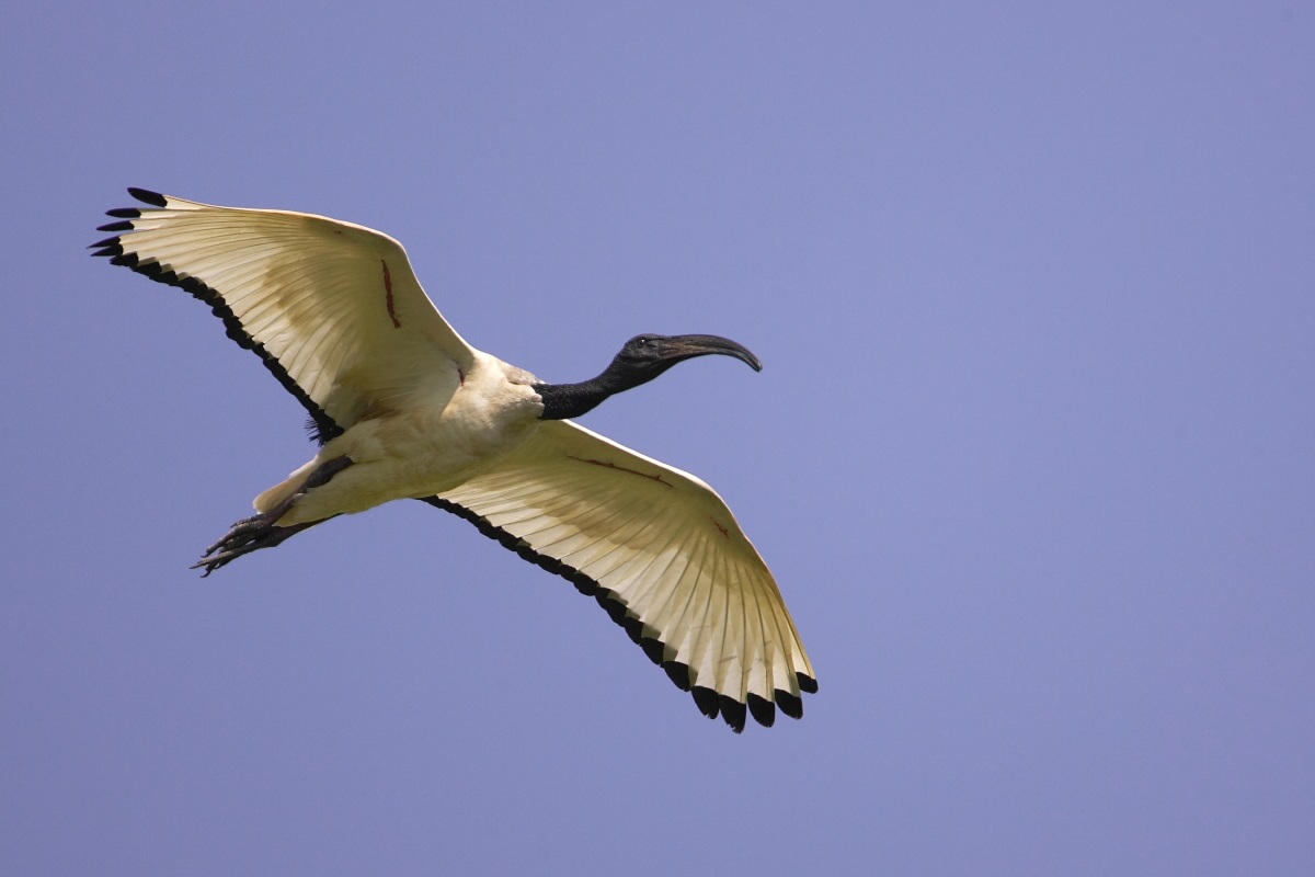 Ibis Sacro in volo  (Threskiornis aethiopicus)