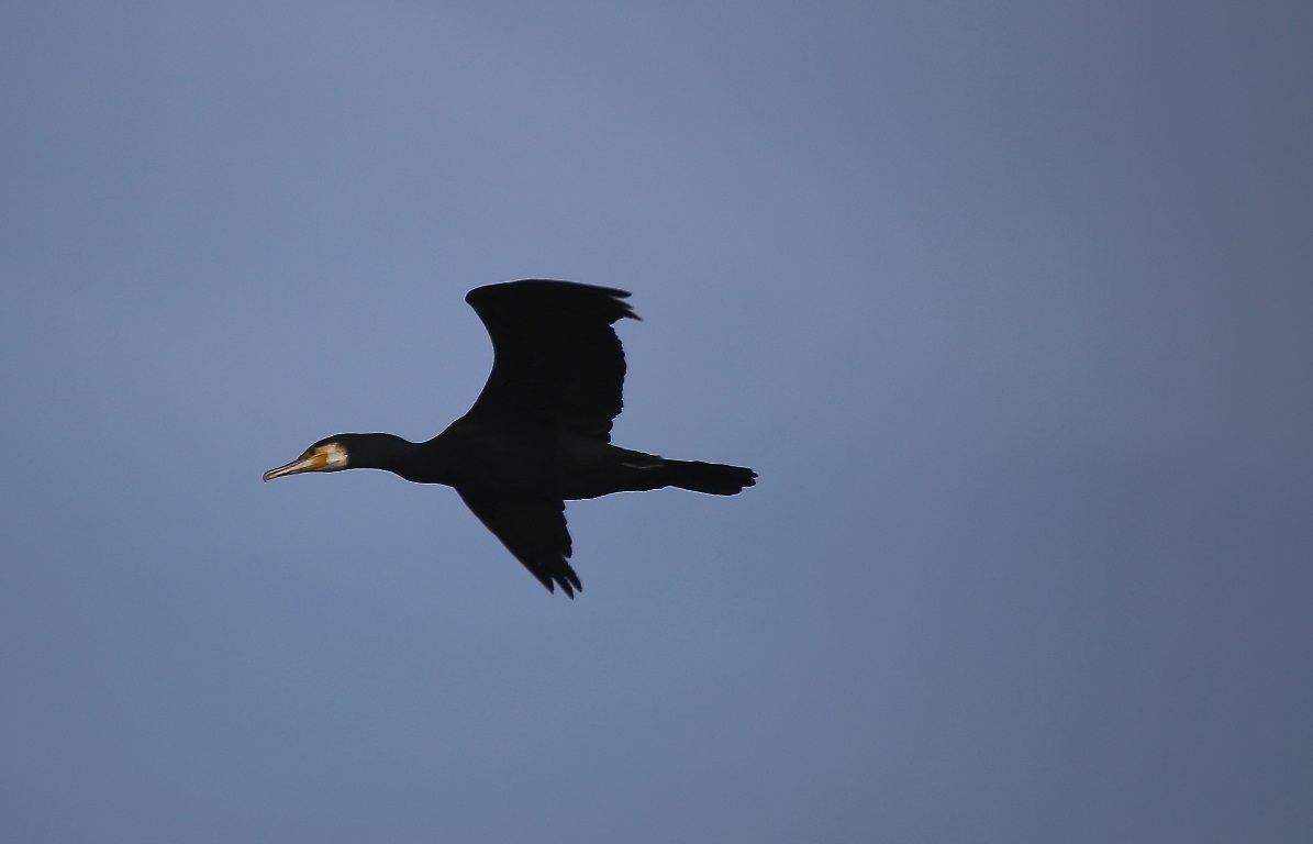 Cormorant