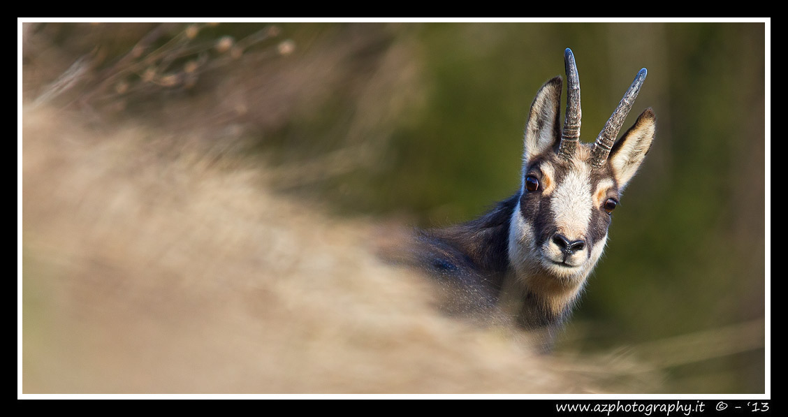 Chamois