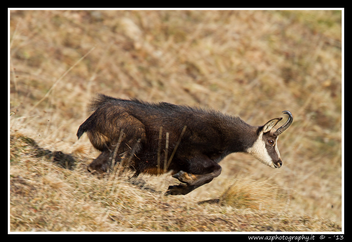 Chamois