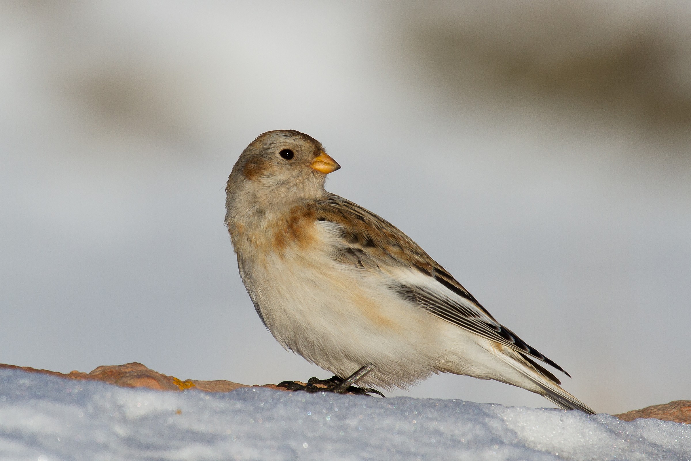 snow bunting 8