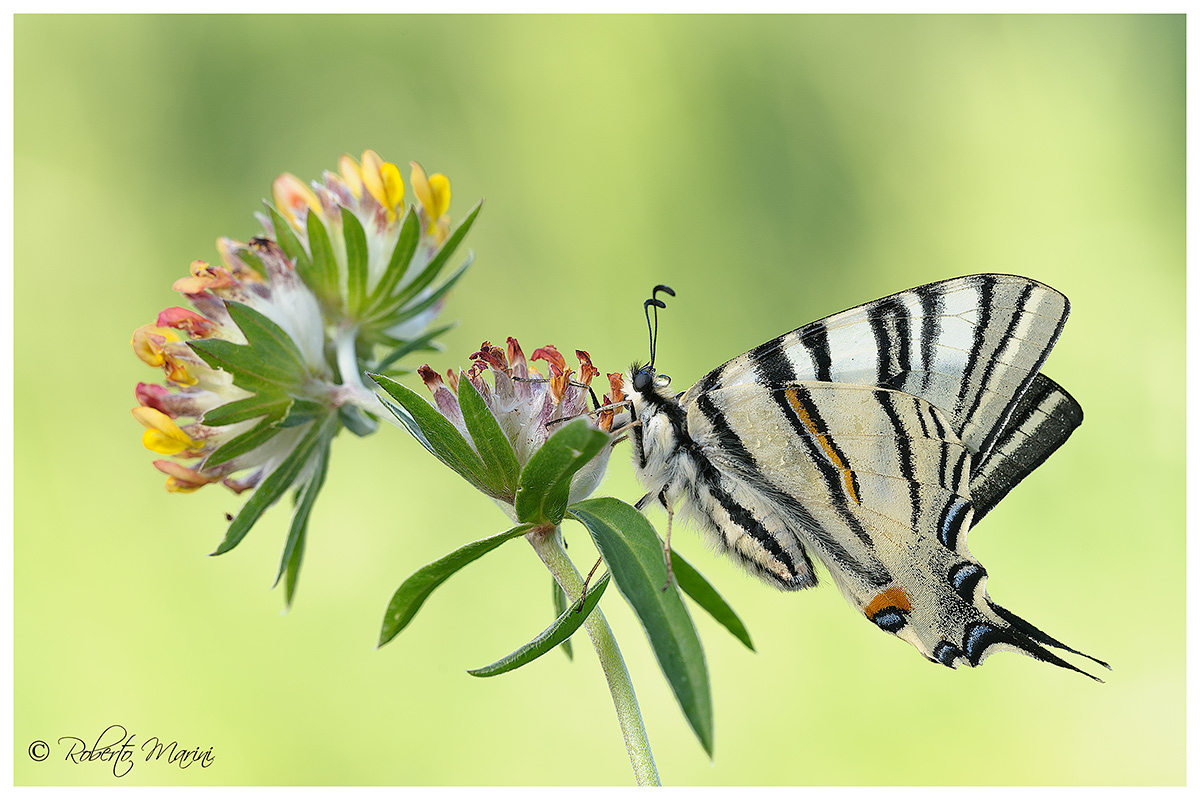 Scarce Swallowtail