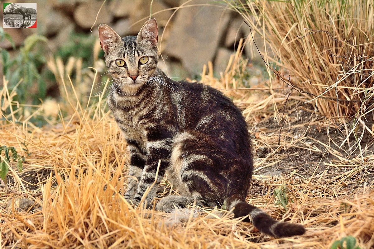 Gatto di Buriano