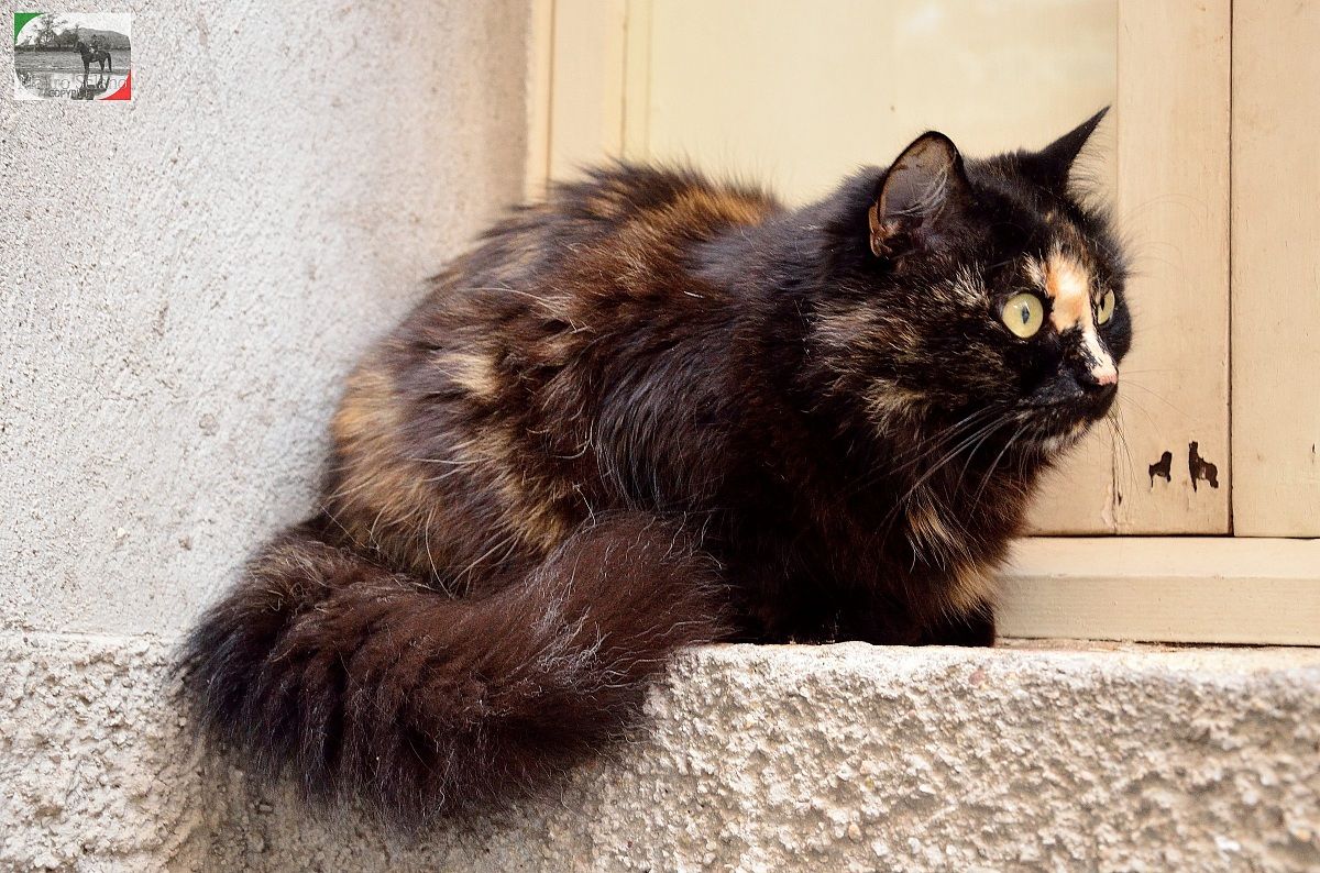 Gatto di Roccastrada