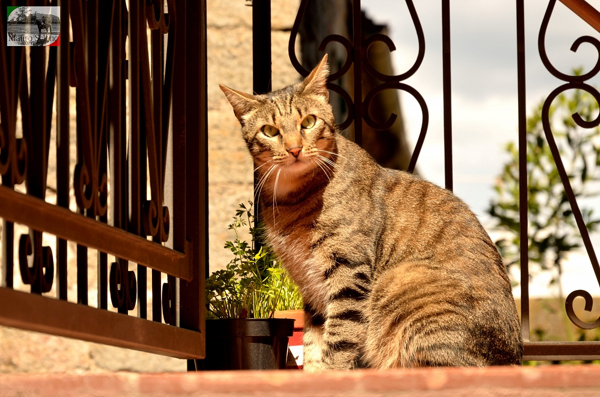 Gatto di Roccastrada