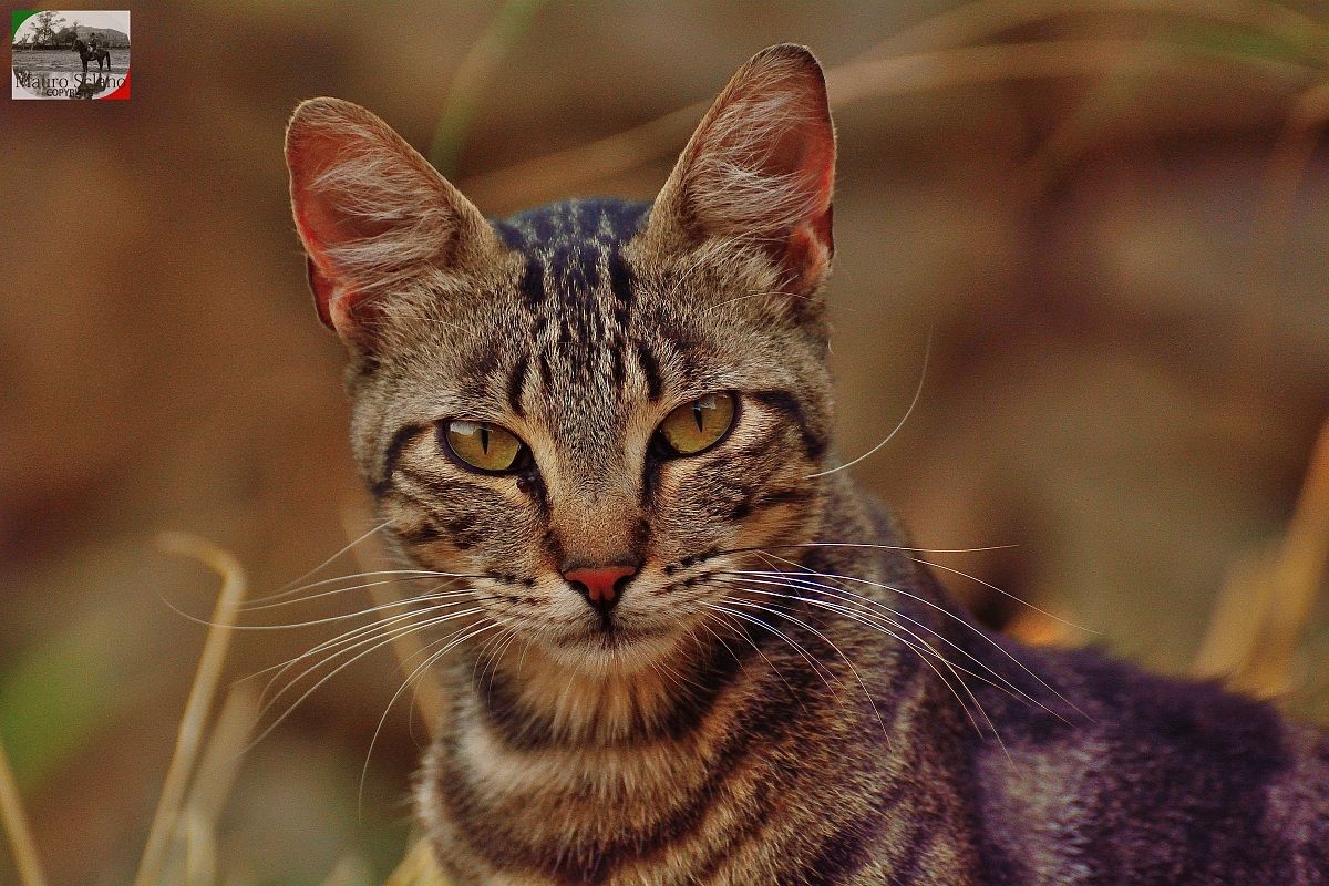 Gatto di Buriano