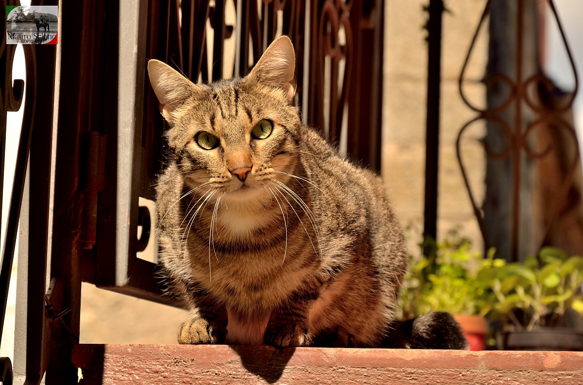 Gatto di Roccastrada