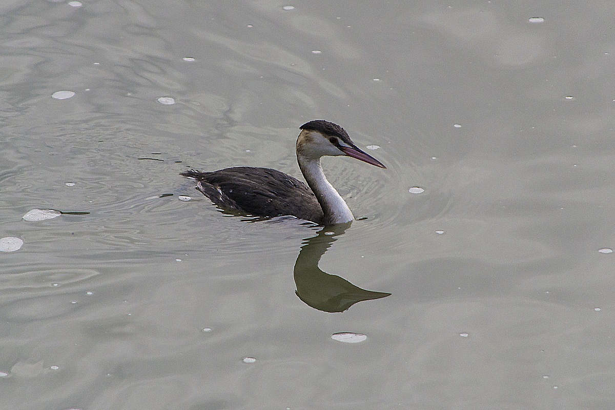 grebe
