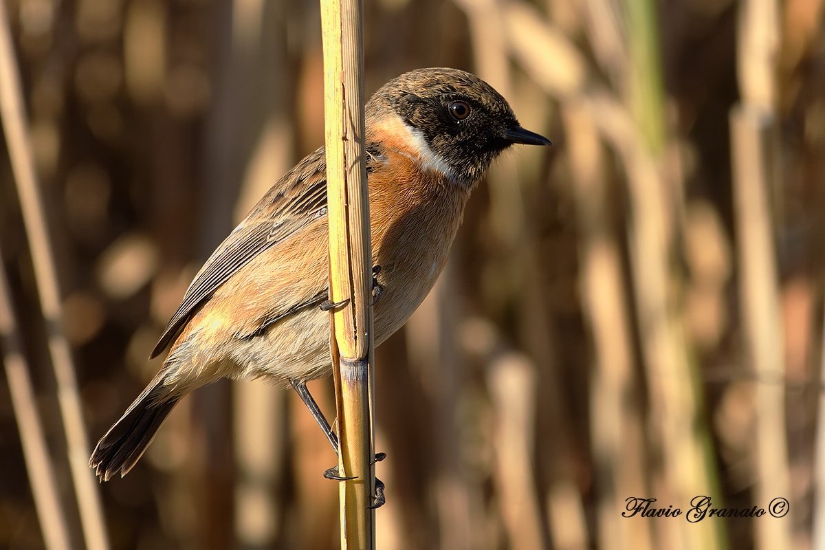 stonechat Roman