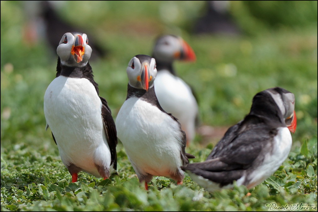 Atlantic Puffin (Fratercula arctica) - Group