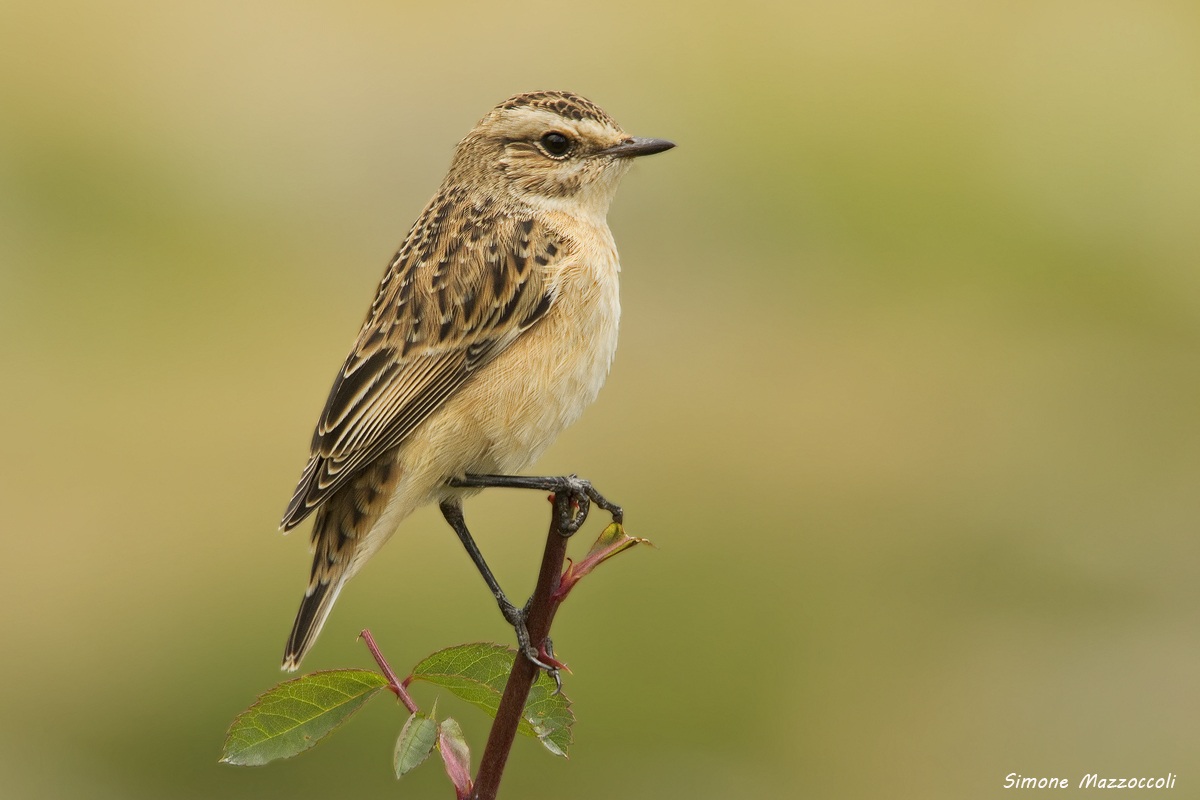 Whinchat