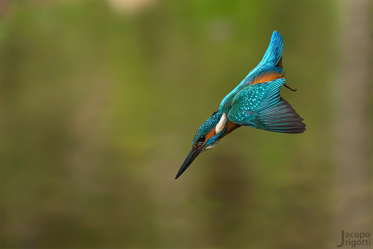 LA freccia BLU - Alcedo atthis