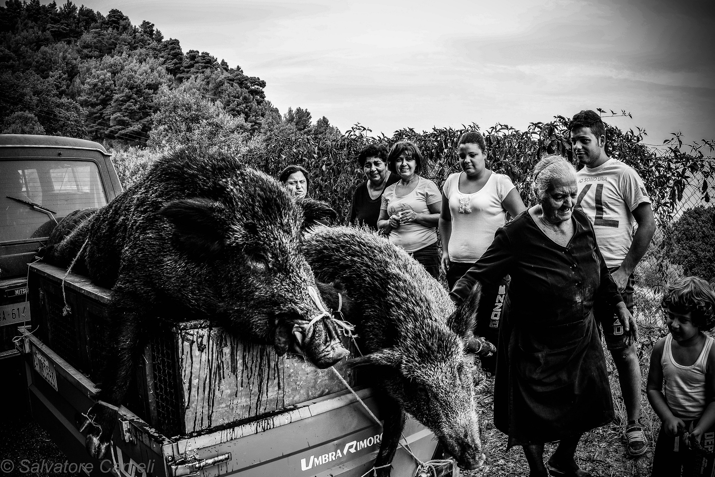 ...l'epilogo della caccia al cinghiale