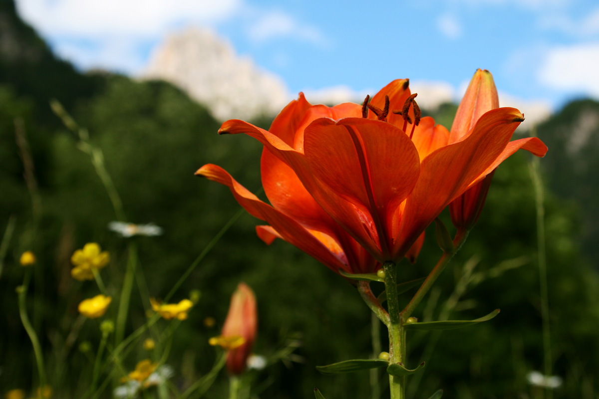Giglio Rosso selvatico