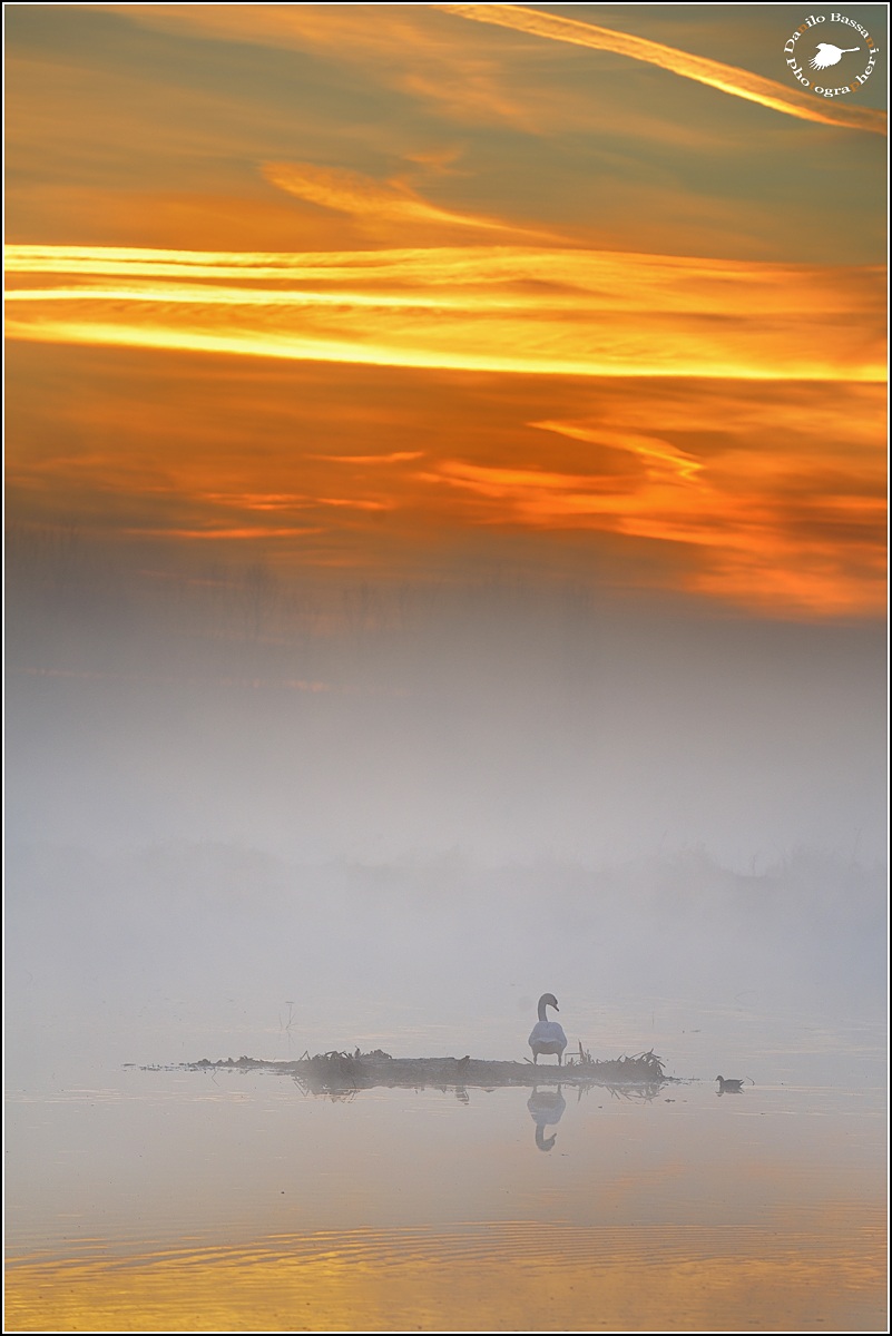 Cigno nella nebbia
