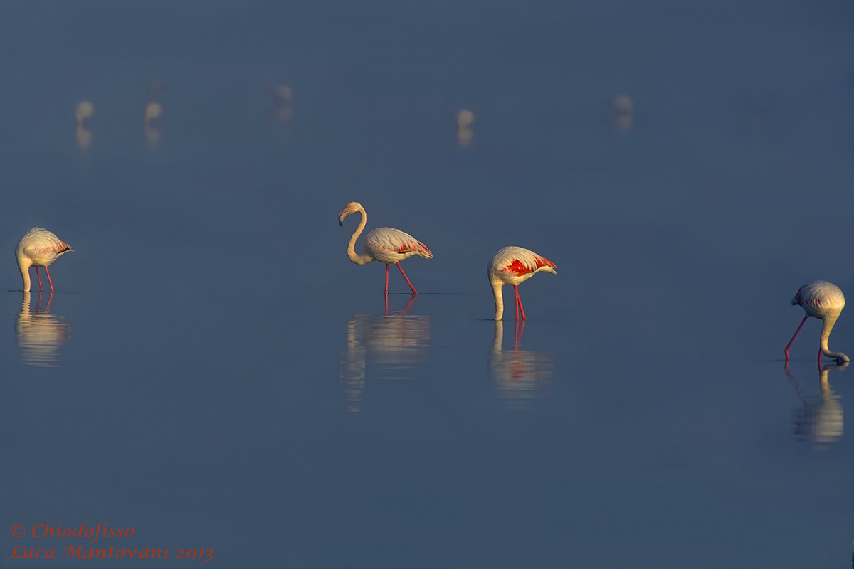 Fenicotteri nella nebbia