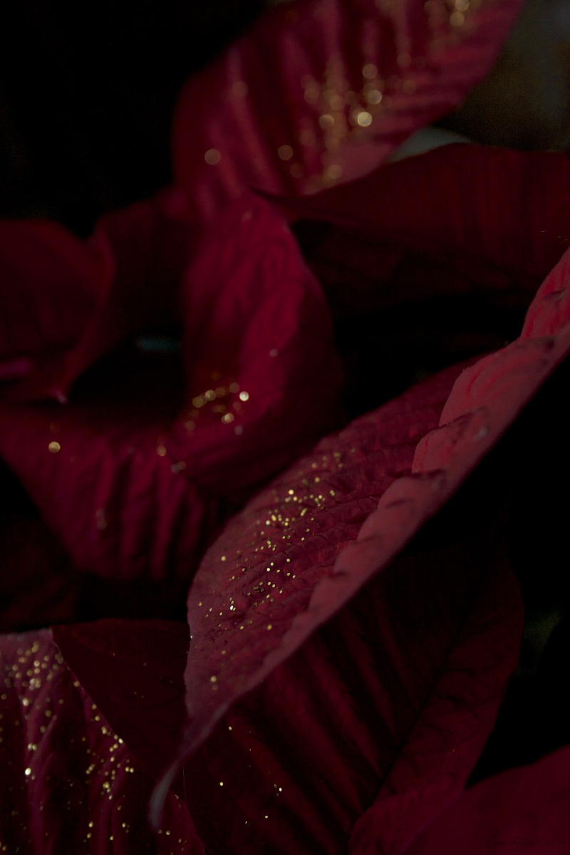 Shining Star Christmas